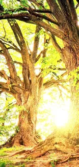 Majestic trees in a sunlit forest setting.