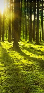 Bright sunlit forest with green mossy floor and tall trees.