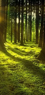 Sunlit forest with lush green moss and warm sunlight filtering through trees.