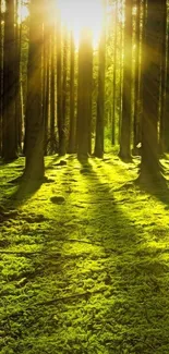 Sunlit forest with lush green moss and trees in the background.