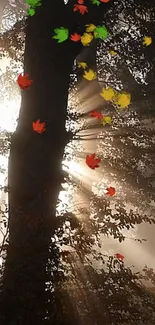 Sunlight through trees with falling colorful leaves.