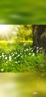 Sunlit forest wallpaper with vibrant greenery and white flowers.