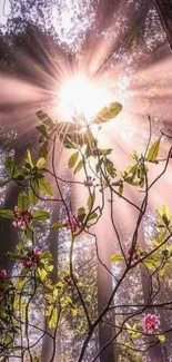 Sunlight filtering through forest with pink flowers and green leaves.