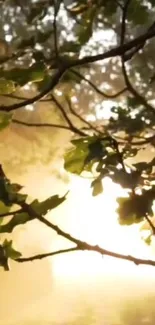 Sunlit forest scene with lush green leaves.