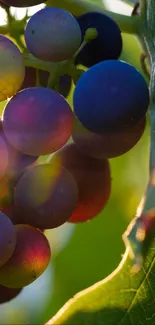 Grapes with sunlight streaming through leaves.