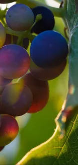 Sunlit grapes with leaves and a golden glow in the background.