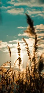 Sunlit grass with blue sky and clouds, creating a serene mobile wallpaper.