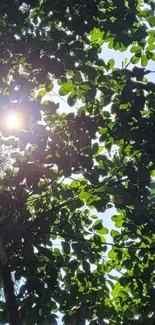 Sunlit green leaves against a clear blue sky.