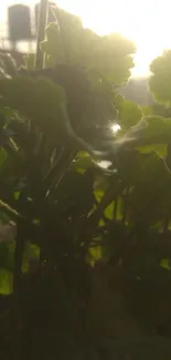 Green leaves with sunlight in the background add natural beauty to your screen.