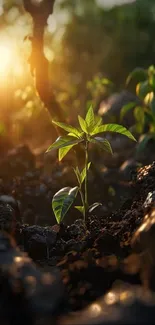 Sunlight illuminates a small green plant in soil, highlighting nature's growth.