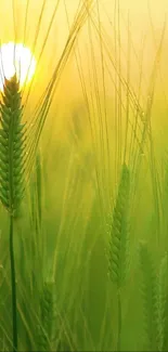 Sunlit green wheat field with golden light on stalks.