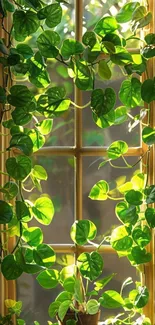 Sunlit green vines cascading on a window.