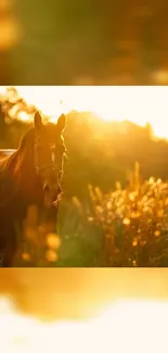 Horse in warm golden sunset, serene nature wallpaper.