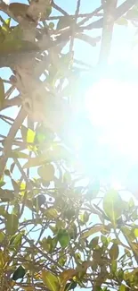 Sunlit branches with green leaves in bright light.