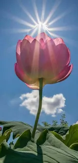 Sunlit lotus blossom against a blue sky wallpaper.