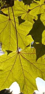 Sunlit green maple leaves with a bright, natural background.