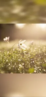 Sunlit meadow wallpaper with dewdrops and flowers.