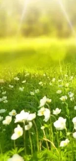 Bright green meadow with sunlit white flowers under a gentle light.