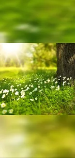 Sunlit meadow with daisies and lush green grass mobile wallpaper.