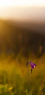 Mobile wallpaper of a sunlit meadow with purple flowers and golden sunset.