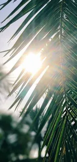 Sunlight filtering through palm leaves, creating a natural, tranquil scene.