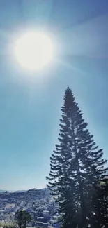 Sunlit pine tree under a bright blue sky.