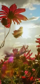 Sunlit pink flowers under a serene sky at sunset.