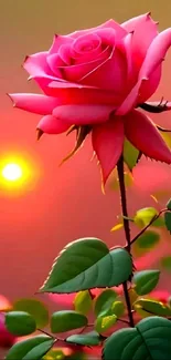 Mobile wallpaper of a vibrant pink rose with a glowing sunset in the background.