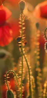 Vibrant red poppies glowing in sunset light.