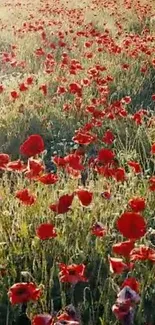 Sunlit poppy field wallpaper with vibrant red flowers and lush green grass.