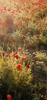 Sunlit field of red poppies in full bloom.