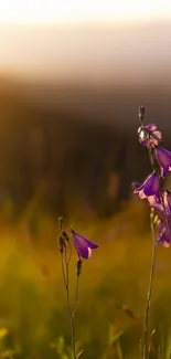 Purple flowers in a sunlit field, golden background.