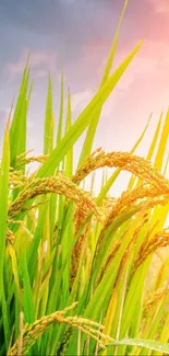 Sunlit rice field with green stalks swaying under a colorful sky.