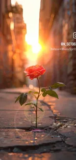 A vibrant red rose growing in an urban alley under a warm sunset glow.