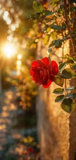 Red rose bathed in golden sunset glow in a serene garden.