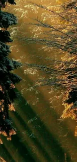 Sunlight filtering through snowy forest trees in winter.