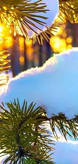 Snow-covered pine branches with golden sunset glow.