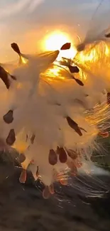 Fluffy seeds illuminated by a warm sunset in a tranquil nature scene.