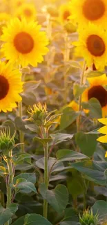 Sunflower field glowing with golden hues in the warm sunlight.