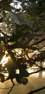 Sunlit tree branches with golden sunlight filtering through lush leaves.