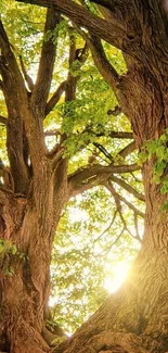 Sunlit tree canopy with vibrant green leaves.