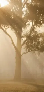 Tree illuminated by gentle sunlight in a serene landscape.