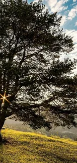 A sunlit tree with scenic natural landscape in the background.