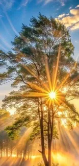 Sun shining through tree on a bright morning landscape.
