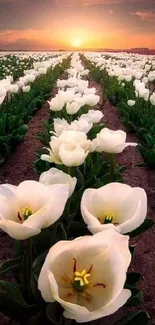 White tulips in a field at sunset, creating a serene natural scene.