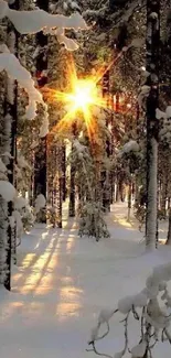 Sunlight shining through snowy forest trees, creating a tranquil winter scene.