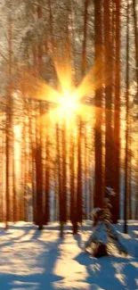 Sunlight streaming through snowy forest trees during winter morning.