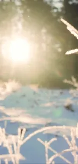 Winter landscape with sunlight illuminating frosted plants.