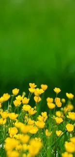 Vibrant yellow flowers against a lush green backdrop.