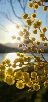 Sunlit yellow flowers by a tranquil lake.